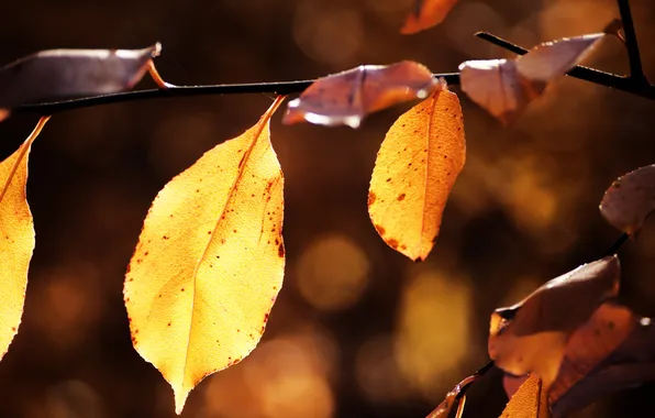 Picture autumn, leaves, nature, leaf, sheets, macro photography, autumn Wallpaper, beautiful pictures