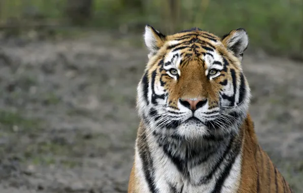 Picture cat, face, tiger, Amur