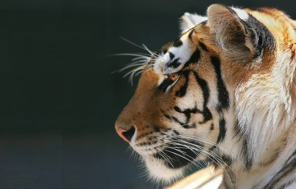 Picture animal, calm, Tiger, tiger, predator.