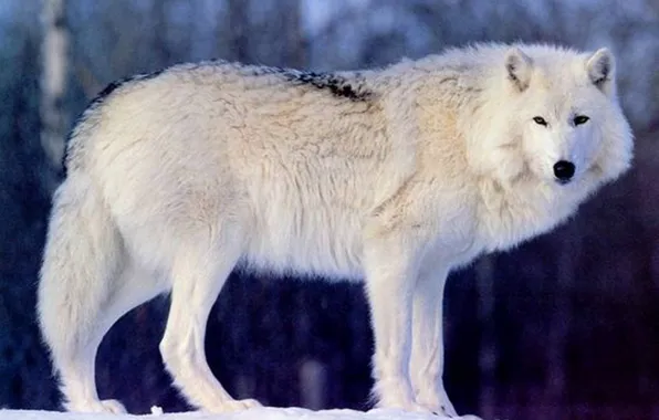 Face, wildlife, head, fur, arctic, mammal, polar, .beauty .wolf