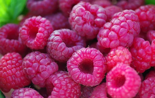 Autumn, macro, nature, berries, raspberry, beauty, positive, harvest