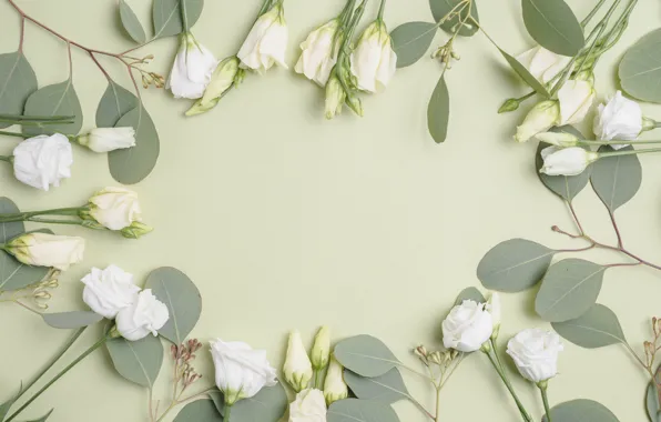 Picture flowers, background, eustoma