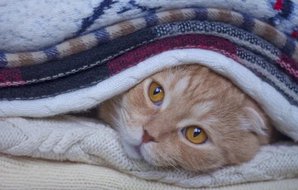 Cat, cat, look, pose, kitty, fold, red, lies