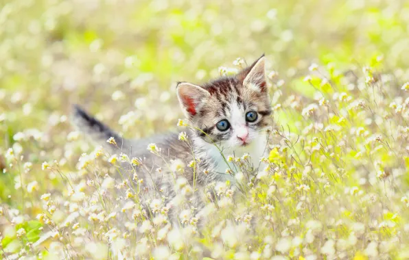 Field, cat, summer, flowers, kitty, baby, meadow
