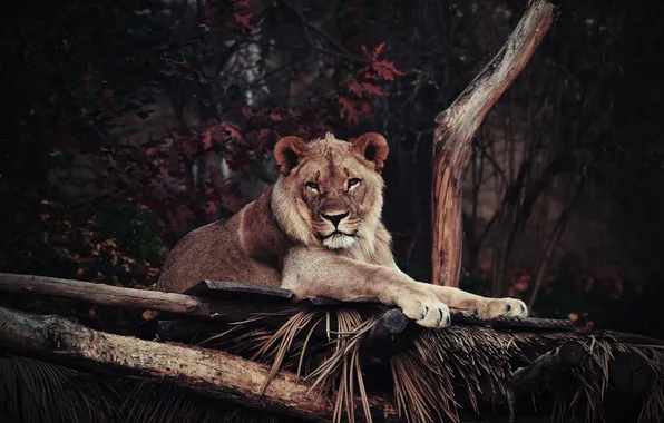 Predator, Leo, lies, resting