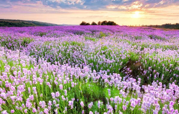 Picture field, the sky, the sun, clouds, trees, landscape, sunset, flowers