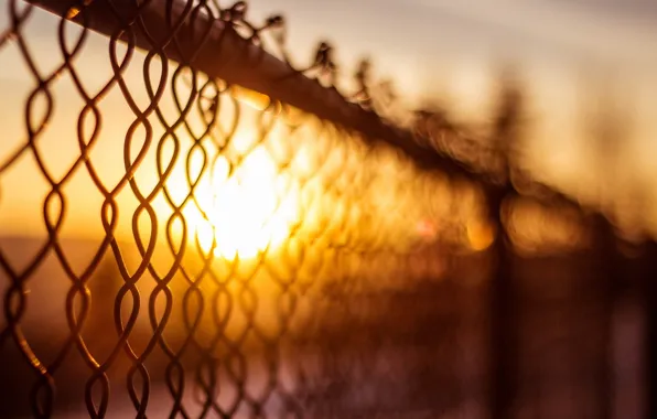 Picture the sun, macro, background, mesh, widescreen, Wallpaper, the fence, blur