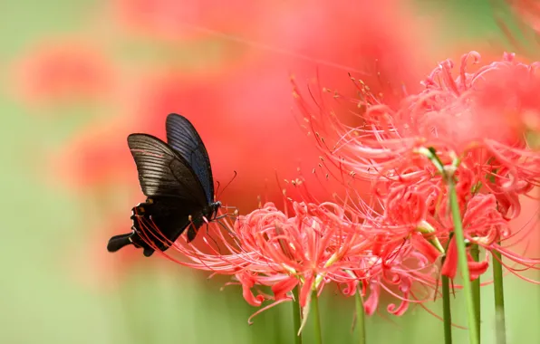 Macro, flowers, butterfly, Lily, blur, red, black, insect