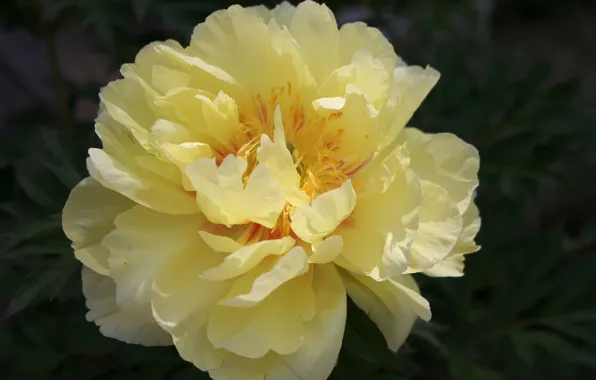 Flower, yellow, peony