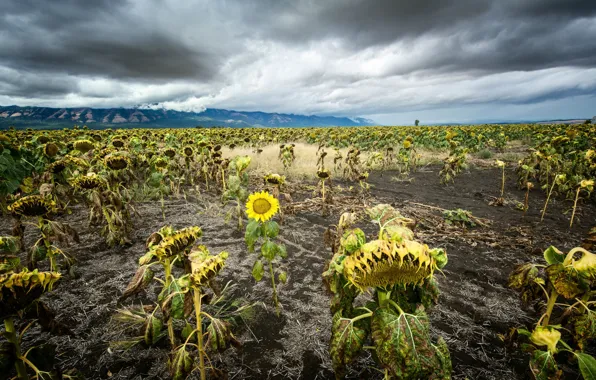 Field, sunflowers, nature