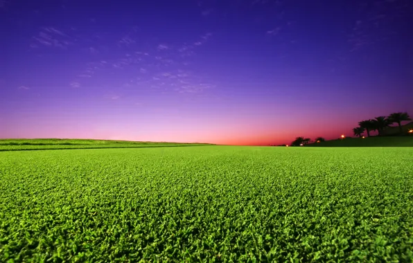 Picture greens, field, the sky, sunset