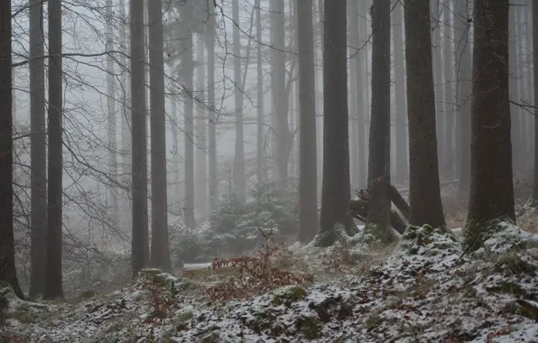 Winter, forest, snow, trees, nature, fog, Germany, Germany