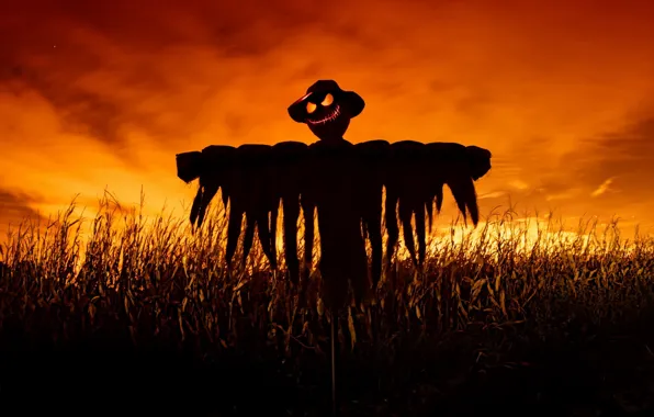 Picture field, night, scarecrow
