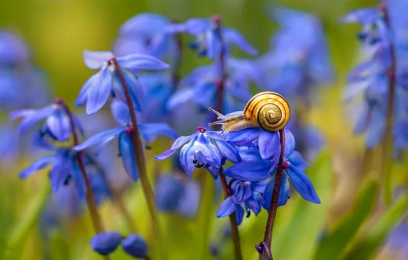Blue, flowers, snail