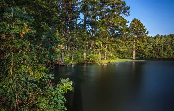 Greens, forest, the sky, the sun, trees, lake, USA, Georgia