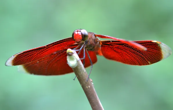 Wings, branch, dragonfly, insect