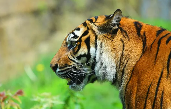 Picture face, tiger, predator, profile