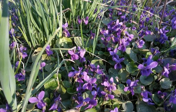 Flowers, Grass, Spring, Violet