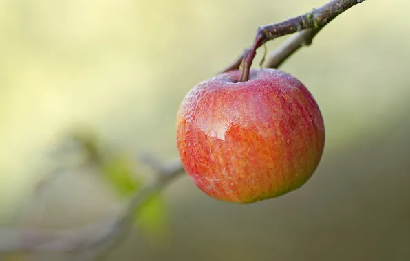 Picture background, Apple, branch, the fruit