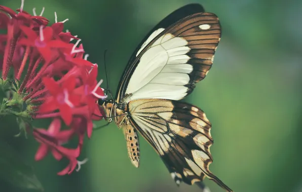 Flower, macro, wings, Butterfly, beautiful, closeup