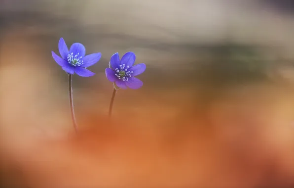 Nature, background, violet