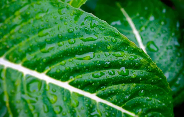 Drops, macro, photo, green leaves