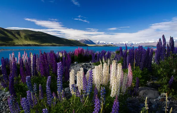 Flowers, mountains, lake, colorful, lupins