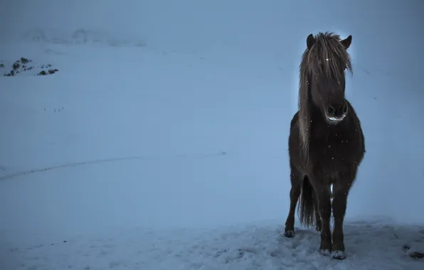 Picture winter, horse, the evening