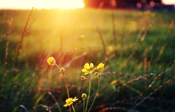 Field, the sun, macro, flowers