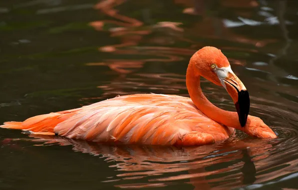 Water, bird, feathers, beak, Flamingo