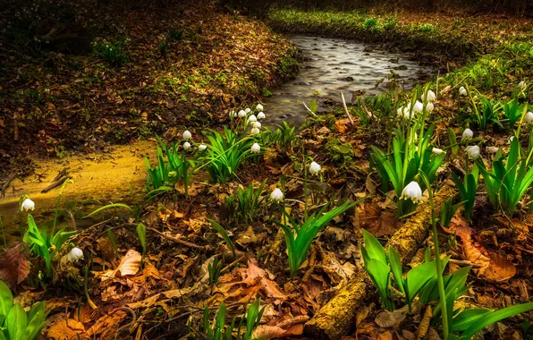 Picture flowers, nature, river