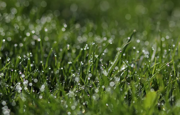 Picture grass, drops, green