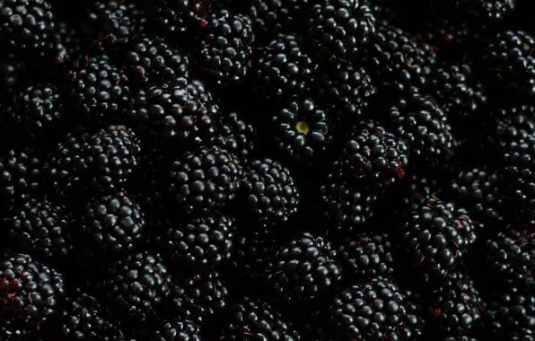 Macro, berries, BlackBerry
