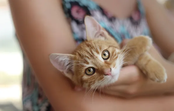 Cat, look, girl, pose, kitty, legs, hands, red