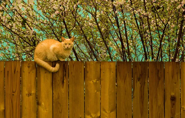 Cat, tree, the fence, spring, red, Kote