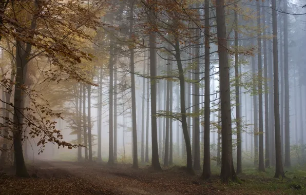 Picture autumn, forest, trees, fog, track