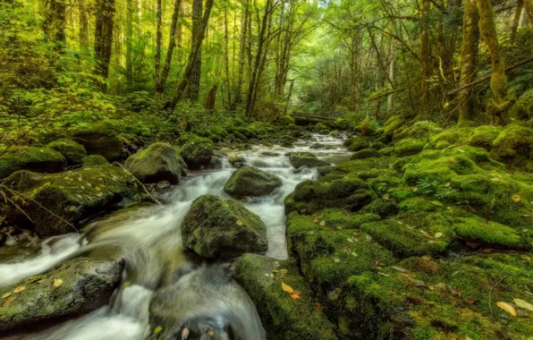 Stream, Trees, Stones, Moss, Rapids, Forest Stream