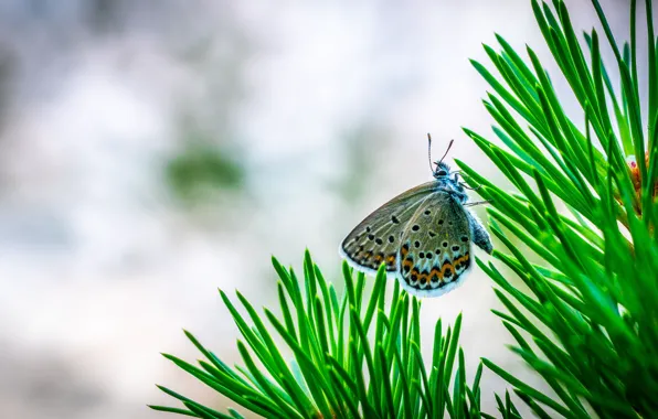 Macro, Butterfly, Plant, Needles, Tree, Insect, Macro, Insect