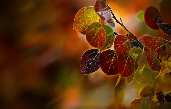 Autumn, macro, branches, foliage, poplar