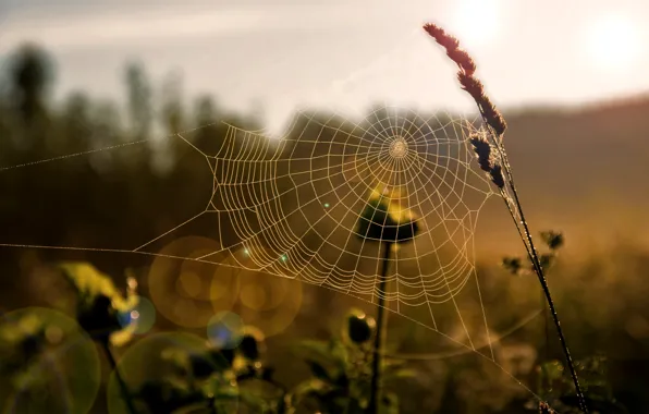 Picture field, grass, the sun, macro, light, web, morning