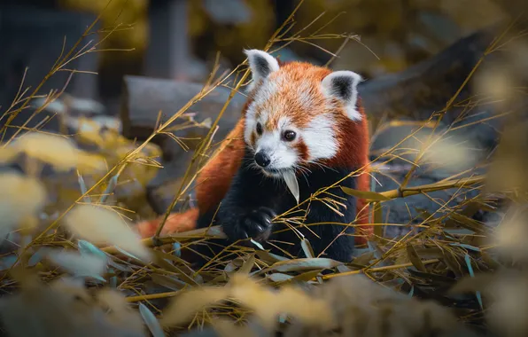 Look, branches, pose, red Panda, face, bokeh, red Panda, meal