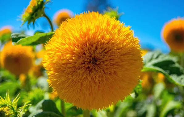 Field, the sky, sunflower, petals