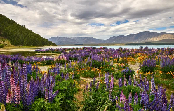 Field, forest, summer, clouds, flowers, mountains, lake, hills