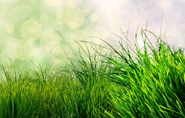 Picture grass, nature, green, bokeh