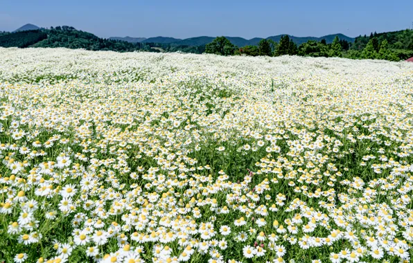 Summer, the sky, flowers, mountains, nature, glade, chamomile, meadow