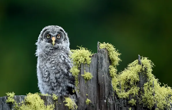 Greens, owl, bird, moss, stump