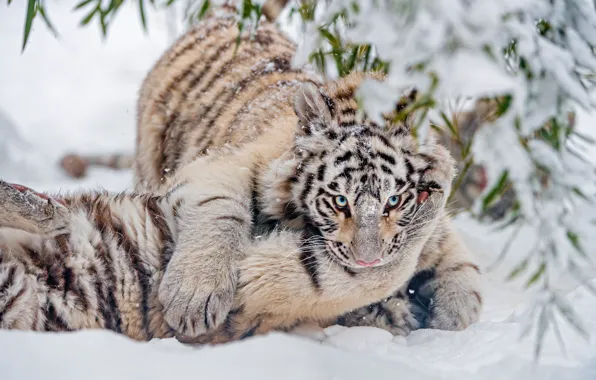 Winter, white, look, leaves, snow, branches, nature, tiger