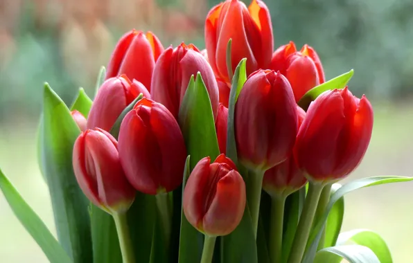 Picture red, tulips, buds