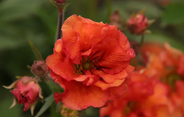 Flower, macro, red, petals, garden, bokeh, Geum, gravilat Chilean