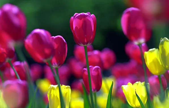 Picture petals, stem, tulips, flowerbed